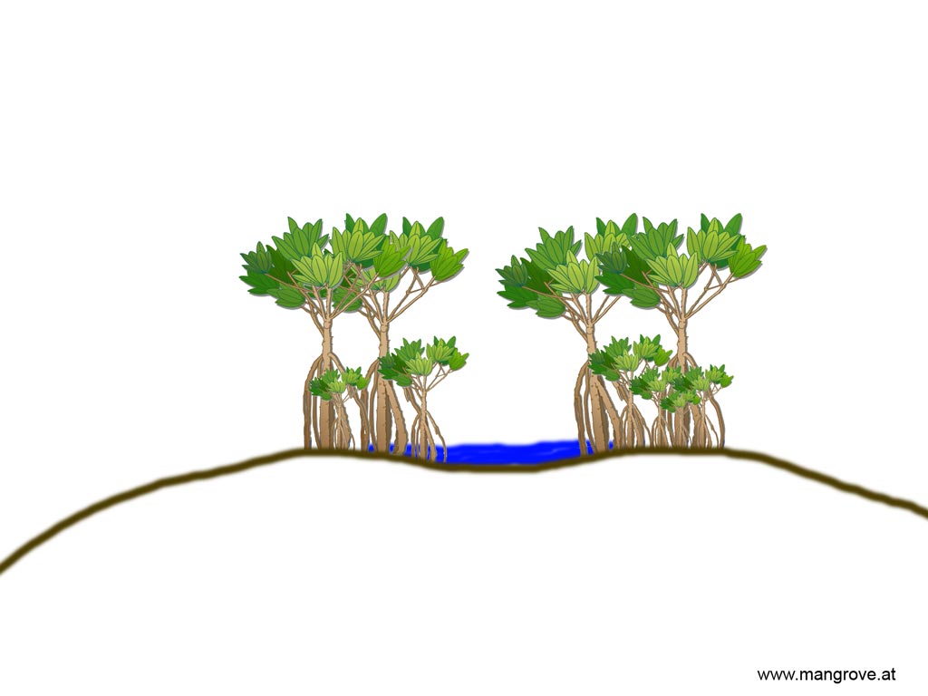 hammock mangrove forests wet season